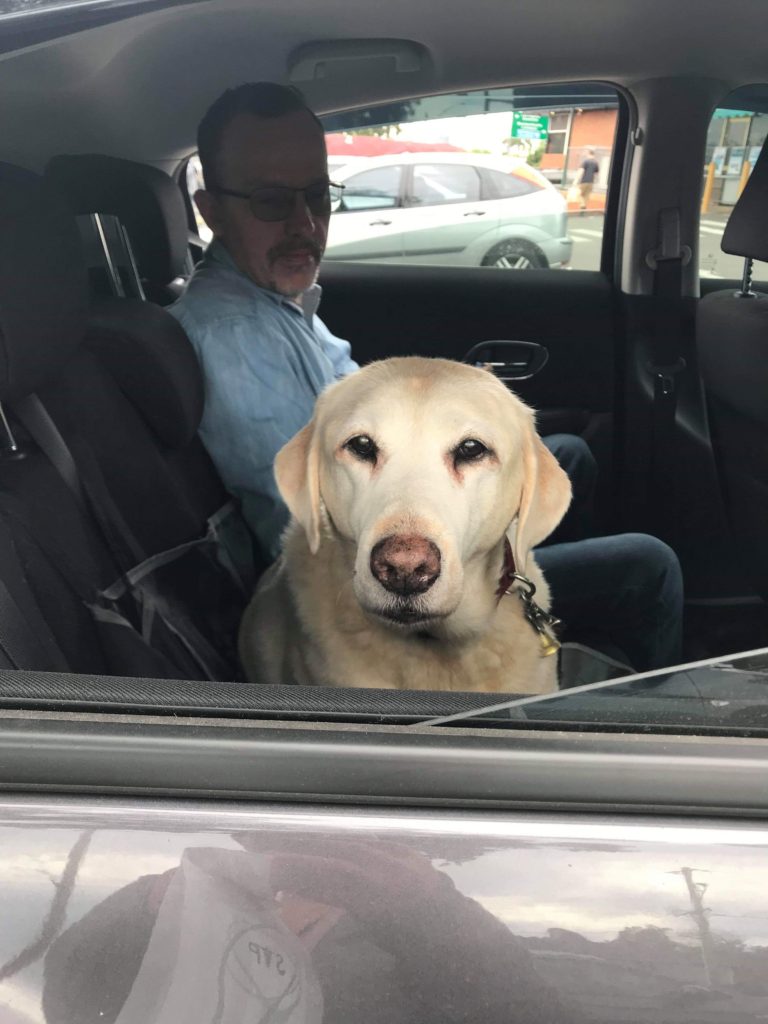 Retired Guide Dog Kaylah sitting on the back seat of a car looking directly at the camera.